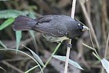 Black-and-white Seedeater